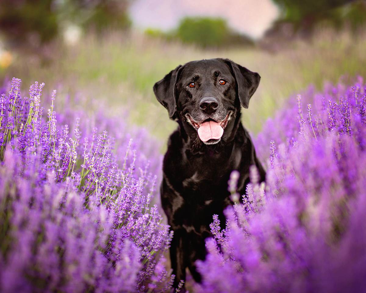Schwarzer Labrador im Lavendelfeld. 