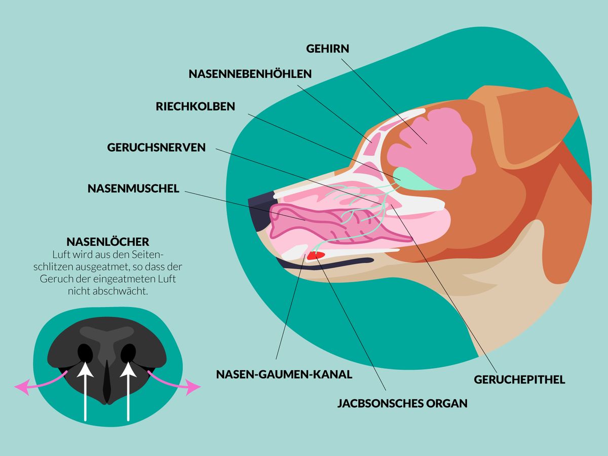 Grafische Darstellung der Hundenase