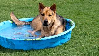 Ein Hund im Hundepool im Garten - Foto: iStock/Candyspics