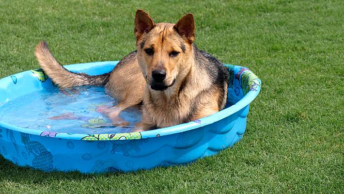 Ein Hund im Hundepool im Garten - Foto: iStock/Candyspics