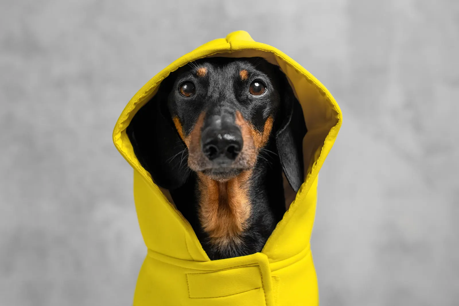 Bestgift Heimtierbedarf wasserdichte Regenbekleidung Mit Kapuze mit Tasche Hund Regenanzug 