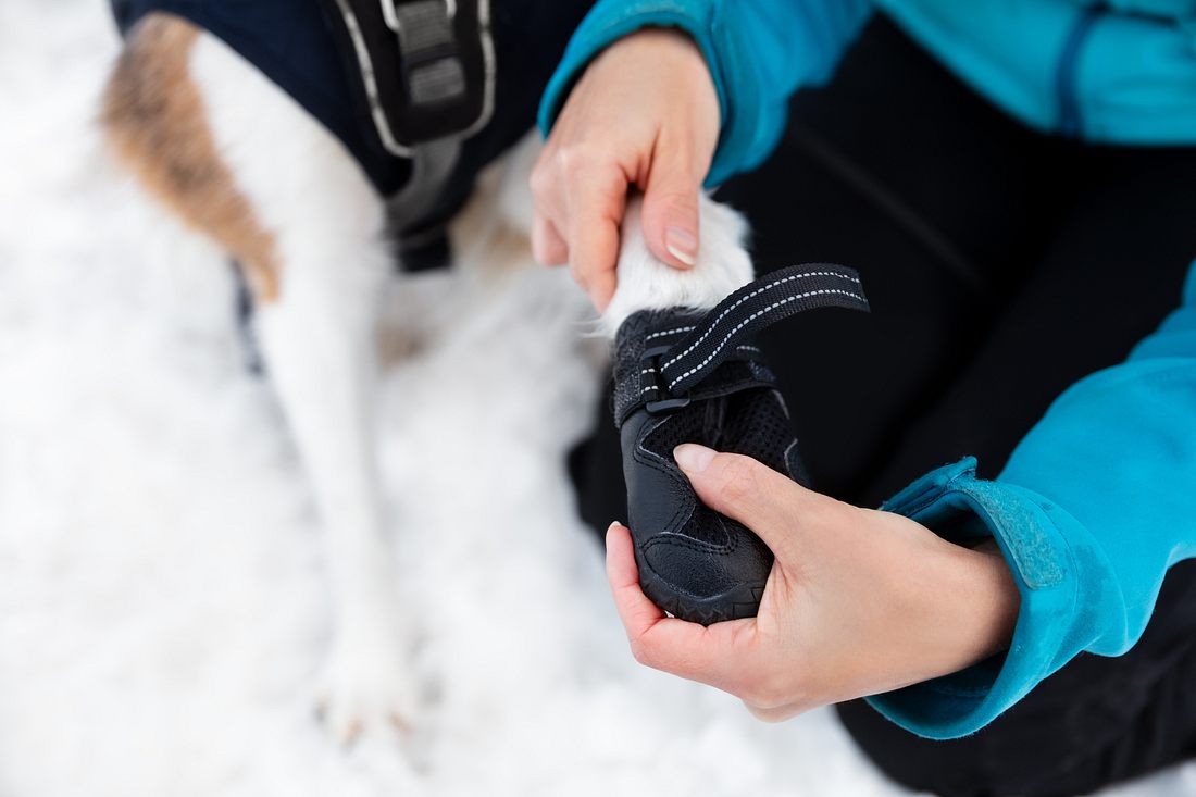 Hundeschuhe an einer Pfote Hundeschuhe an einer Pfote