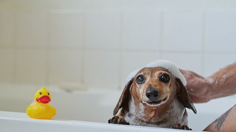 Hundeshampoo - Foto: iStock/Adene Sanchez