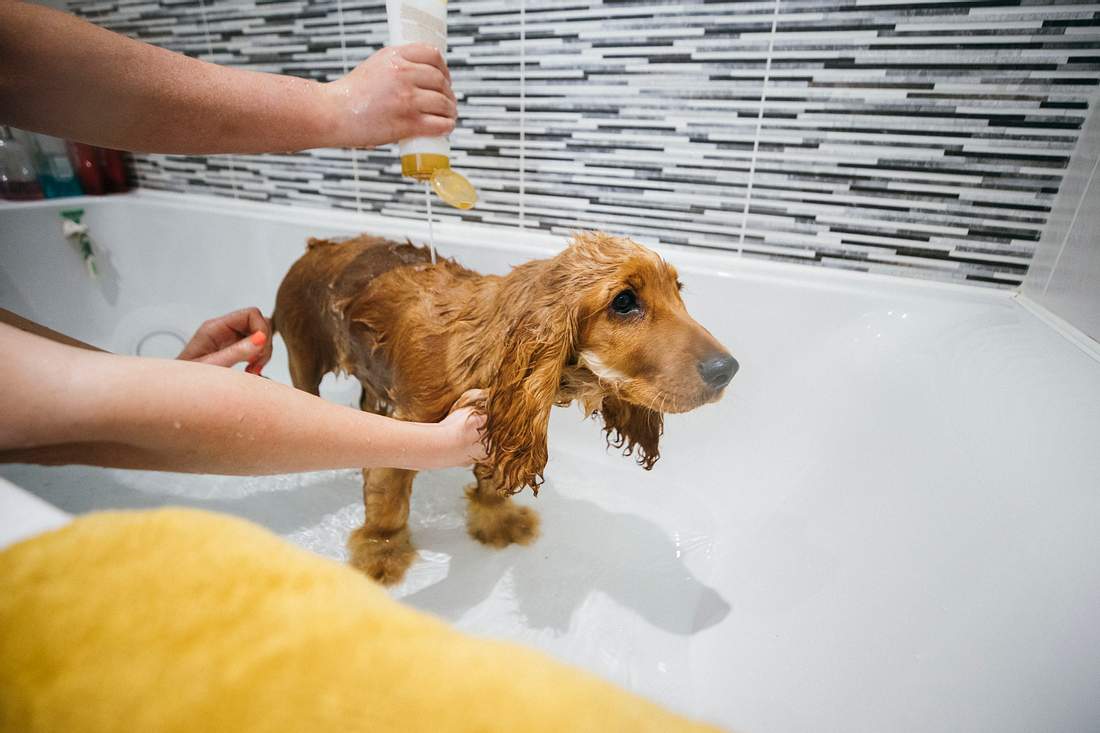 Person wäscht einen Hund in der Badewanne mit einem Hundeshampoo