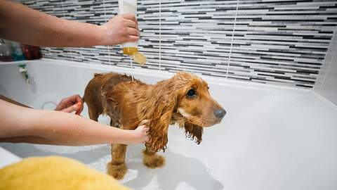Person wäscht einen Hund in der Badewanne mit einem Hundeshampoo - Foto: iStock/SolStock