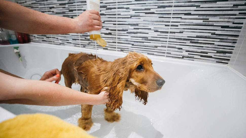 Person wäscht einen Hund in der Badewanne mit einem Hundeshampoo - Foto: iStock/SolStock