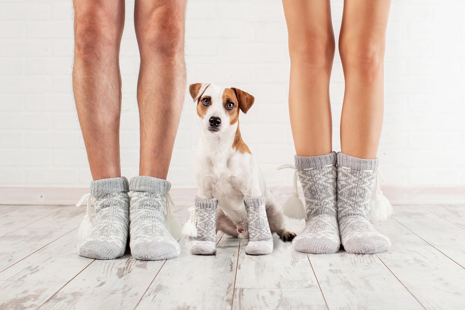 Hundesocken: Die besten Modelle für Ihren Vierbeiner