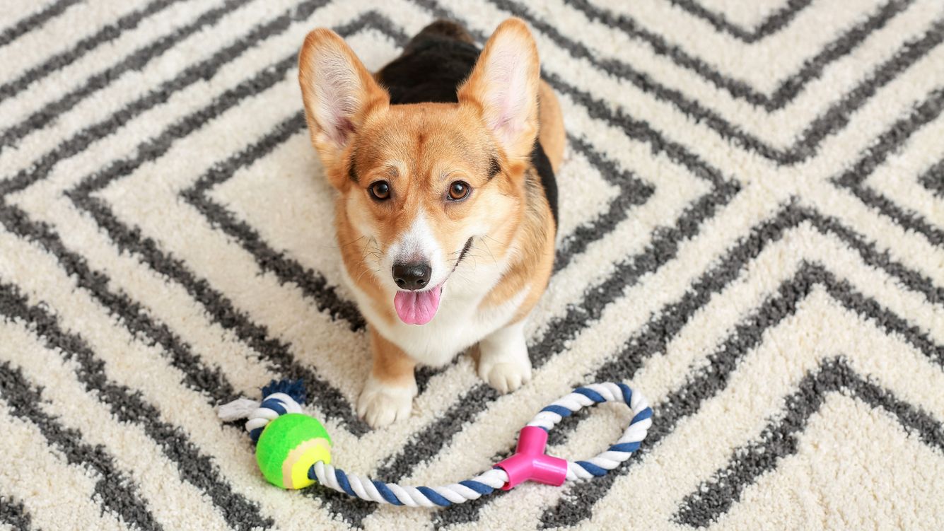 Hundespielzeug im Stiftung Warentest-Test