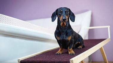 Ein Dackel auf einer Hunderampe - Foto: iStock/Ирина Мещерякова