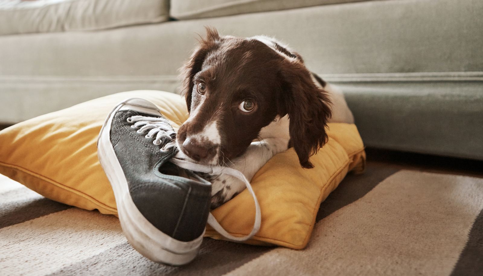 Грустный щенок. Манипули собаки. Грустная собака. Золотистый ретривер. Лень фото.