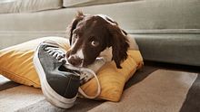 Hund kaut an Schuh. - Foto: gradyreese / iStock