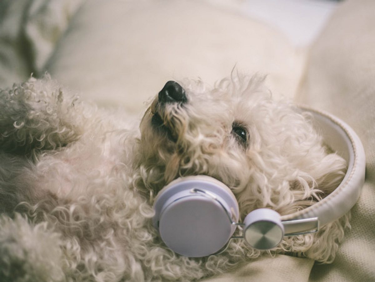 Hunde haben unterschiedliche Musik-Geschmäcker. 