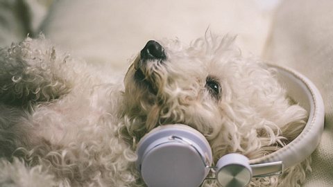 Hunde haben unterschiedliche Musik-Geschmäcker.  - Foto: MajaMitrovic / iStock