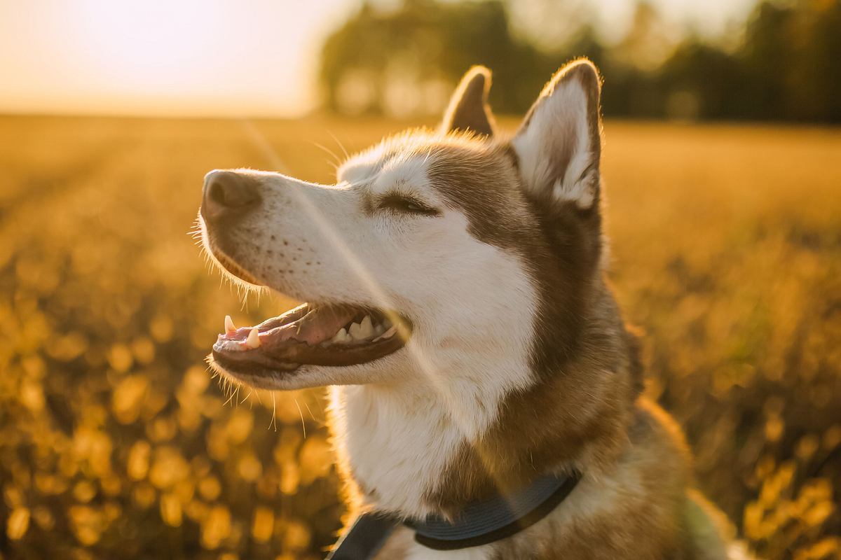 Husky-Hündin genießt die Sonnenstrahlen 