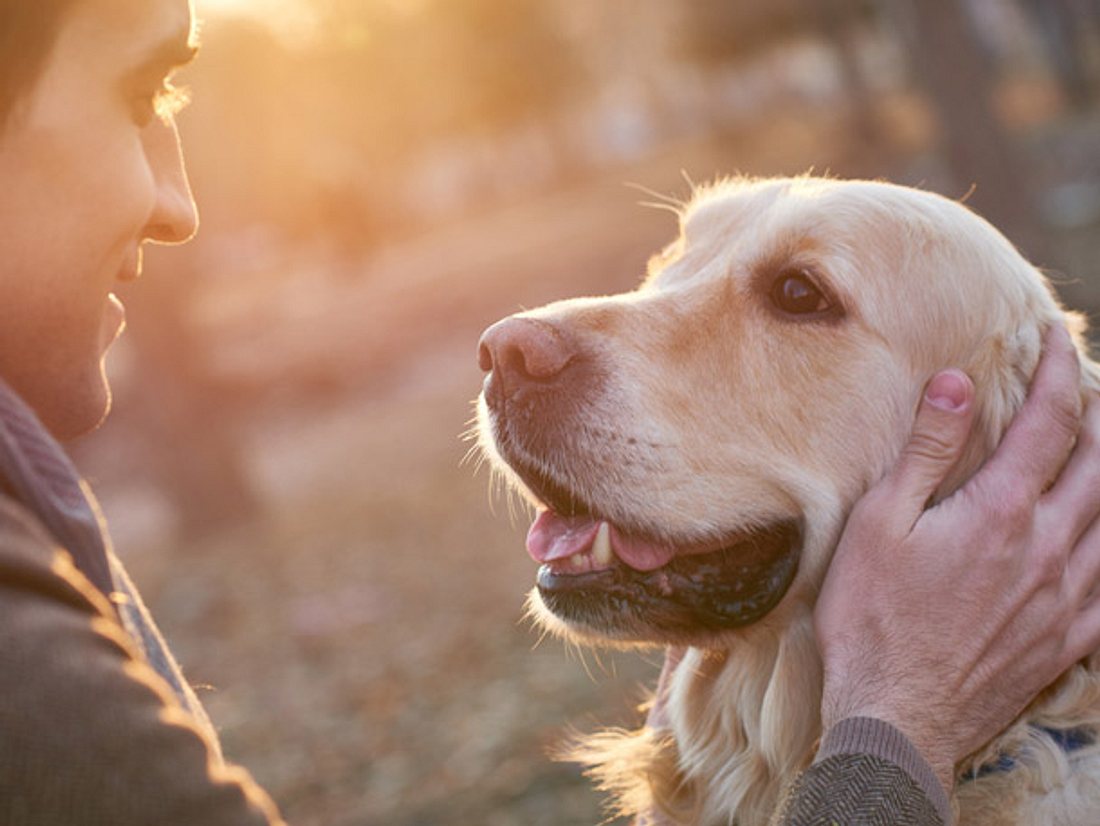 Hund rettet Mann das Leben. Hund rettet Mann das Leben.