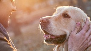 Hund rettet Mann das Leben. - Foto: Mediaphotos / iStock