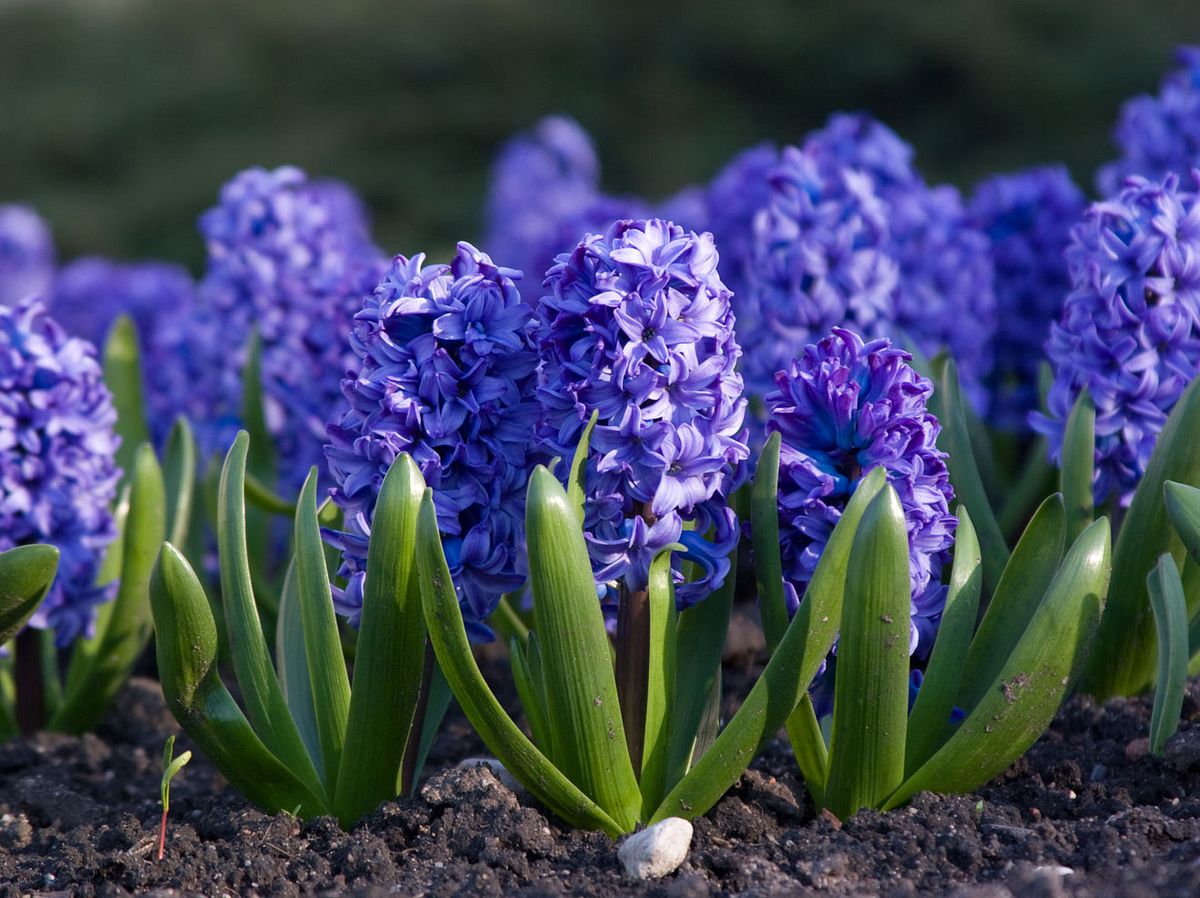 8 schöne Frühlingsblumen und wie Sie sie richtig pflegen | Liebenswert  Magazin