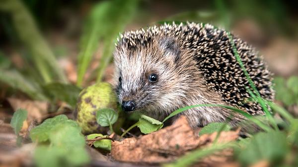 Wann braucht ein Igel im Garten Hilfe beim Überwintern? - Foto: iStock