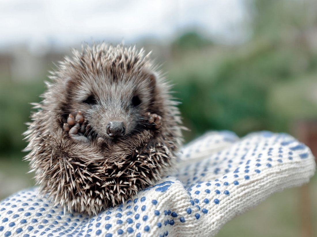 Kleine Igel leiden unter Futtermangel. Kleine Igel leiden unter Futtermangel.