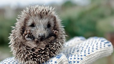 Kleine Igel leiden unter Futtermangel.  - Foto: Samoilov / iStock 