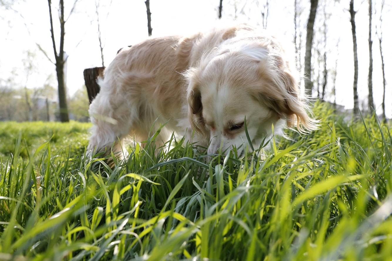Ihr Hund frisst Gras: Das sollten Sie beachten