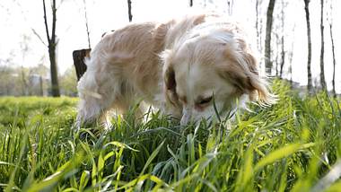 Ihr Hund frisst Gras: Das sollten Sie beachten - Foto: IMAGO / biky