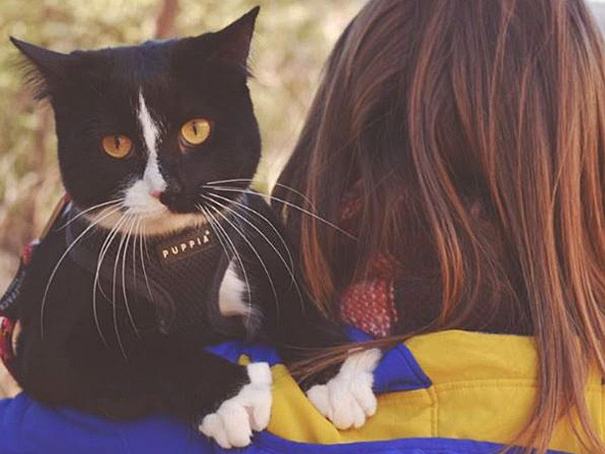 Die Katze Quandary Q Lotus Lady aus Colorado geht mit ihren Besitzern regelmäßig auf Abenteuerreise.