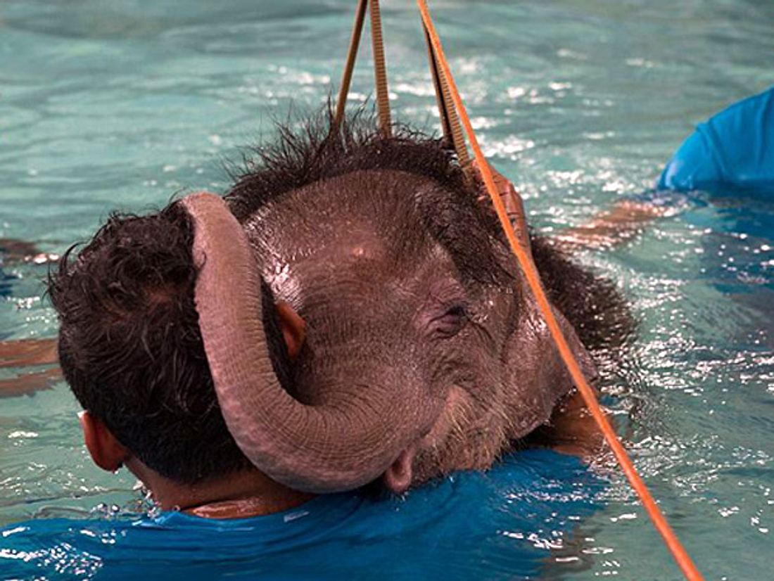 Ein sechs Monate alter, am Fuß verletzter Elefant lernt mit Hydrotherapie wieder zu gehen.