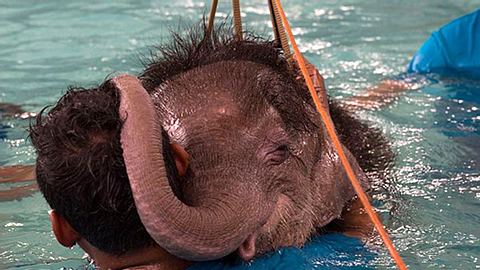 Ein sechs Monate alter, am Fuß verletzter Elefant lernt mit Hydrotherapie wieder zu gehen. - Foto: Roberto Schmidt / Getty Images