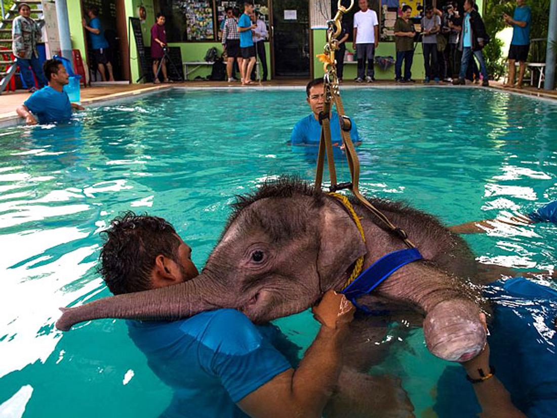 Ganz schön anstrengend! Fah Jam gibt im Wasser alles. Der verletzte Elefant Fah Jam lernt durch Hydrotherapie wieder zu laufen.