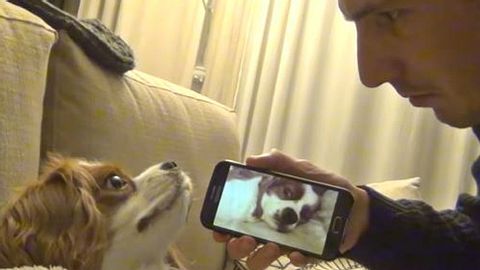 In einem witzigen Internet-Video weckt ein Herrchen seinen schlafenden Hund mit dessen eigenem Schnarch-Geräusch. - Foto: YouTube / Tal Solomon