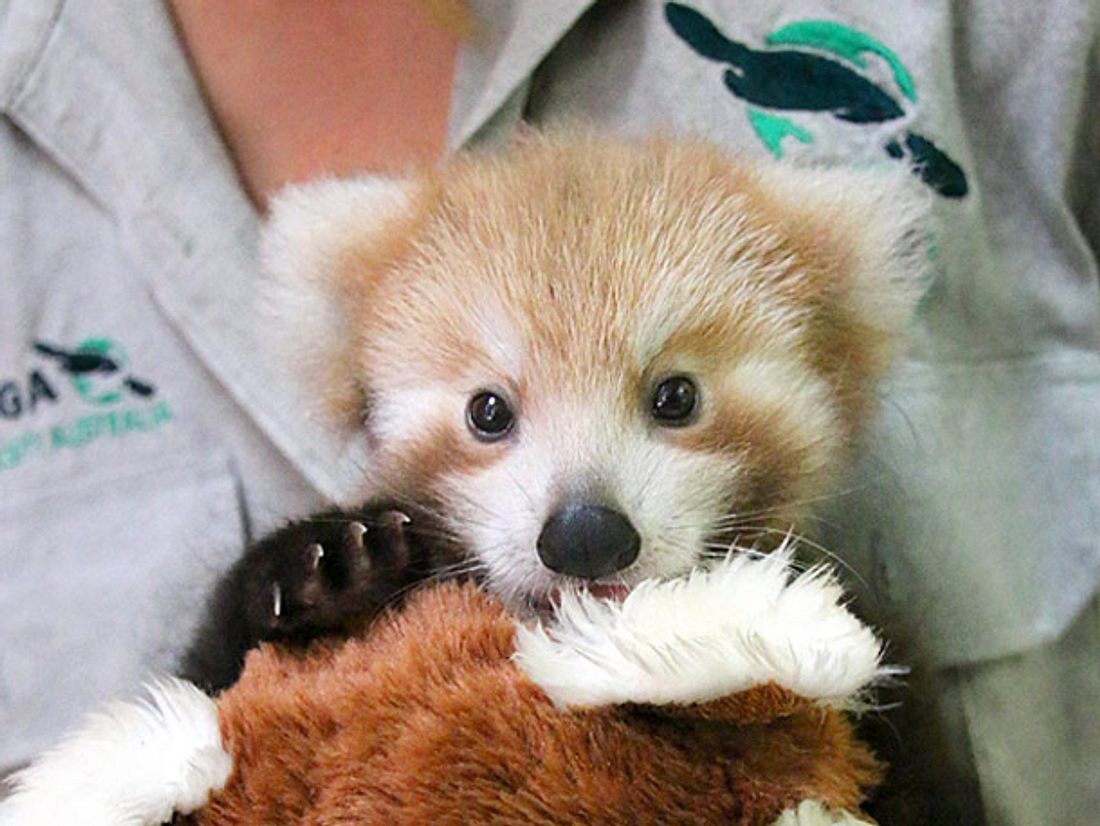 Ein verletzter Kleiner Panda, auch Roter Panda genannt, wird im australischen Taronga Zoo liebevoll von einer Ersatzmutter aufgepäppelt. Ein verletzter Kleiner Panda, auch Roter Panda genannt, wird im australischen Taronga Zoo liebevoll von einer Ersatzmutter aufgepäppelt.