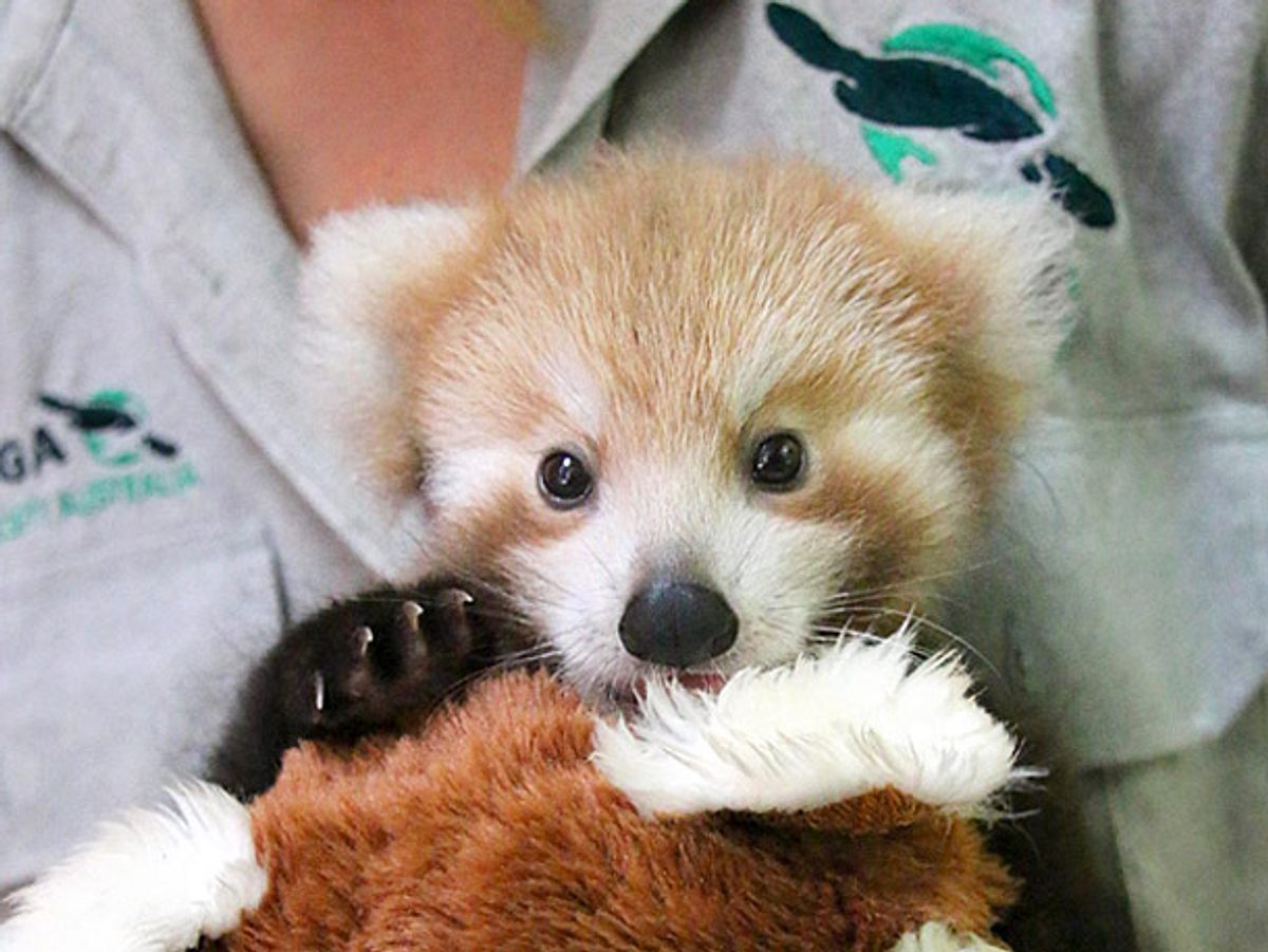 Ein verletzter Kleiner Panda, auch Roter Panda genannt, wird im australischen Taronga Zoo liebevoll von einer Ersatzmutter aufgepäppelt.