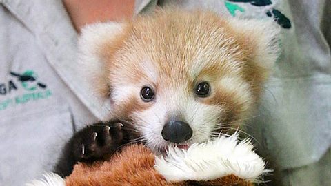 Ein verletzter Kleiner Panda, auch Roter Panda genannt, wird im australischen Taronga Zoo liebevoll von einer Ersatzmutter aufgepäppelt. - Foto: Facebook / Taronga Zoo