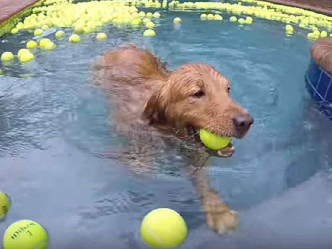 Zwei Rettungshunde ehren einen bereits verstorbenen Vierbeiner, indem sie in einem Meer aus 4.000 Tennisbällen schwimmen.