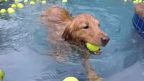 Zwei Rettungshunde ehren einen bereits verstorbenen Vierbeiner, indem sie in einem Meer aus 4.000 Tennisbällen schwimmen. - Foto: YouTube / Dans Dog Walking and Pet Sitting
