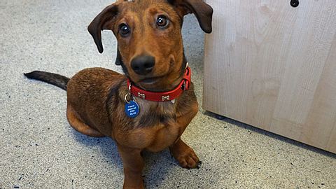 Der taube Dackel Bob - Foto: The Mayhew Animal Home