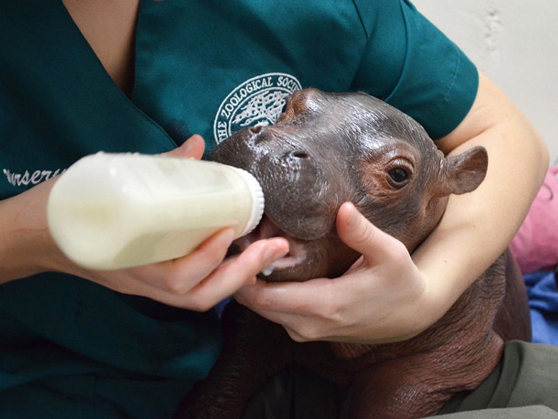 Nachdem das Nilpferd-Baby Fiona im Cincinnati Zoo als Frühchen auf die Welt kam, hat es nun seine ersten Schritte gemacht.