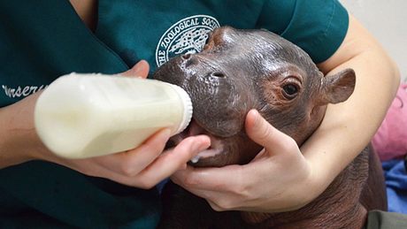 Nachdem das Nilpferd-Baby Fiona im Cincinnati Zoo als Frühchen auf die Welt kam, hat es nun seine ersten Schritte gemacht. - Foto: Facebook / Cincinnati Zoo & Botanical Garden