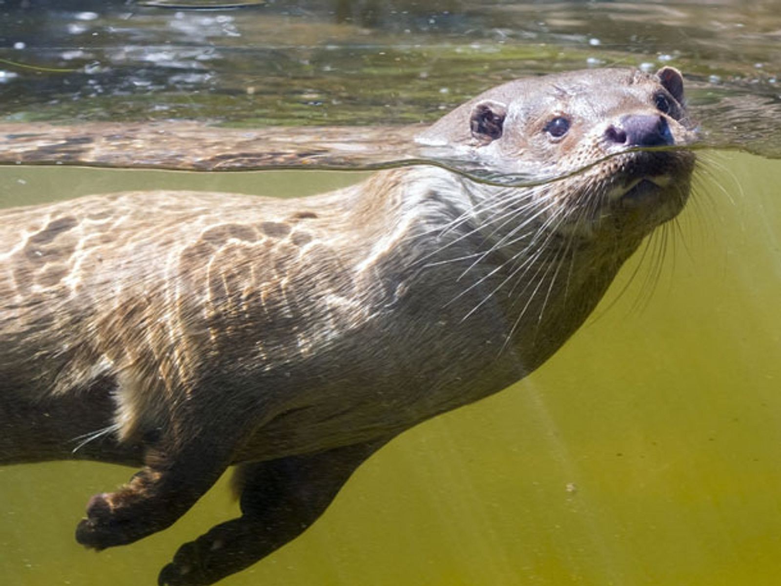 Furry river otters often sound like squeaky