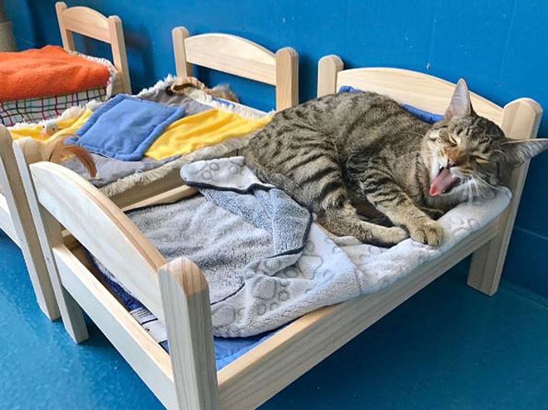 Damit die Katzen nicht länger auf dem Boden schlafen müssen, bekam ein Tierheim in Kanada von IKEA kleine Bettchen geschenkt. Damit die Katzen nicht länger auf dem Boden schlafen müssen, bekam ein Tierheim in Kanada von IKEA kleine Bettchen geschenkt.