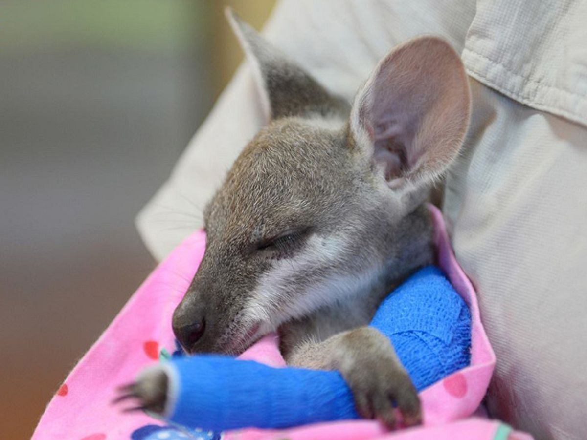 Im Australia Zoo kümmern sich Tierpfleger um ein verwaistes Känguru-Baby, das sich den Arm gebrochen hat.