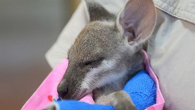 Im Australia Zoo kümmern sich Tierpfleger um ein verwaistes Känguru-Baby, das sich den Arm gebrochen hat. - Foto: Facebook / Australia Zoo Wildlife Warriors