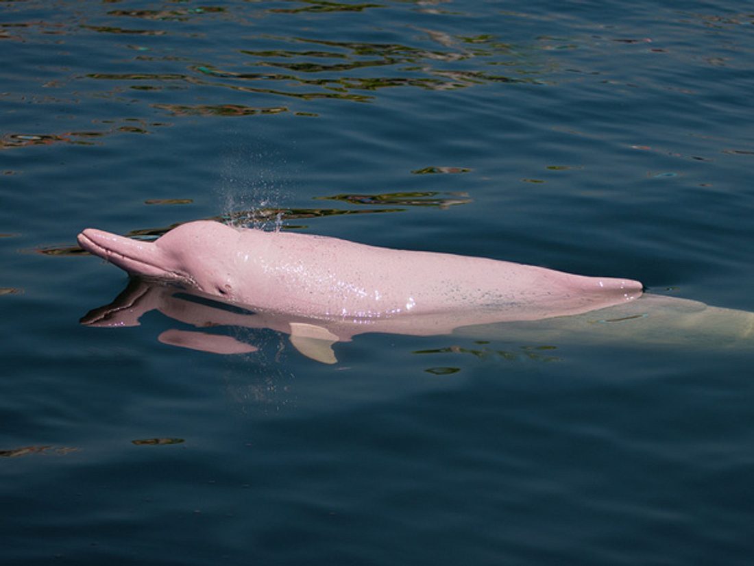Im US-amerikanischen Louisiana wird seit Jahren ein pinker Delfin gesichtet.