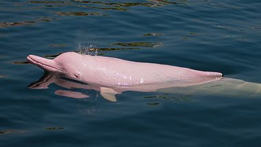 Im US-amerikanischen Louisiana wird seit Jahren ein pinker Delfin gesichtet. - Foto: aniroot / iStock