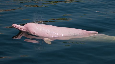 Im US-amerikanischen Louisiana wird seit Jahren ein pinker Delfin gesichtet. - Foto: aniroot / iStock