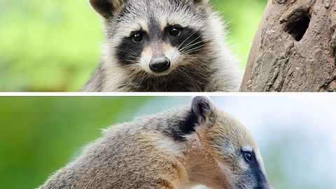 Beliebte Tierarten wie Waschbären und Nasenbären müssen laut einer neuen EU-Richtlinie nicht nur aus der Wildnis, sondern auch aus Zoos verschwinden. - Foto: amadeusamse / RobFranklin / iStock