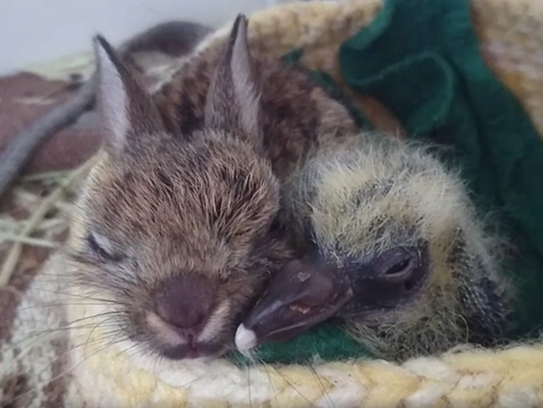 Tierpfleger der Kildare Animal Foundation Wildlife Unit kümmern sich um ein Hasenbaby und ein Taubenküken, die keine Eltern mehr haben. Tierpfleger der Kildare Animal Foundation Wildlife Unit kümmern sich um ein Hasenbaby und ein Taubenküken, die keine Eltern mehr haben.