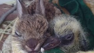 Tierpfleger der Kildare Animal Foundation Wildlife Unit kümmern sich um ein Hasenbaby und ein Taubenküken, die keine Eltern mehr haben. - Foto: Facebook / Kildare Animal Foundation Wildlife Unit