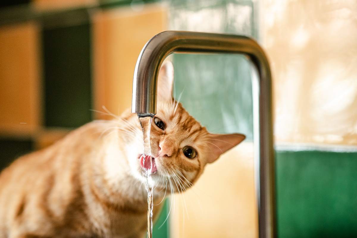Katze trinkt aus Wasserhahn.